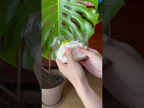 The texture of Creamy Tree Rainbow Fruit Roll food squishy toys