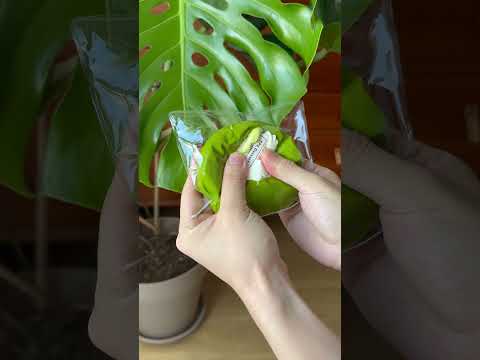 The texture of Creamy Tree Matcha Cream Roll food squishy toys
