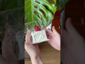 The texture of Creamy Tree Berry Cream Cube food squishy toys
