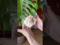 The texture of Creamy Tree Fig Muffin food squishy toys